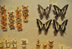 LewisClark-butterflies-1