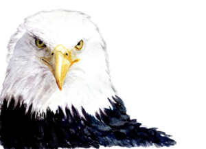 eagle watch sample illustration